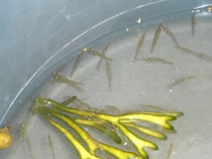 Sponge seaweed (Codium fragile)