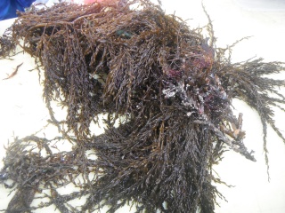 Japansk drivtang (Sargassum muticum)