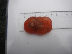 Sekkdyr (Ascidiacea)