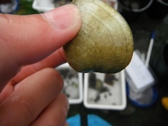 Stort kamskjell (Pecten maximus)