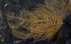 Japansk drivtang (Sargassum muticum)