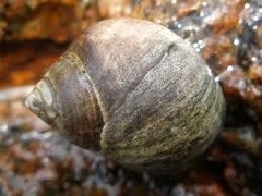 Strandsnegler (Littorina sp.)