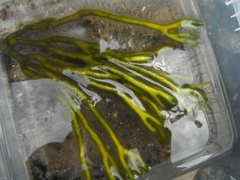 Sponge seaweed (Codium fragile)