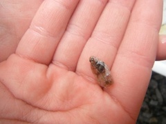 Dab (Limanda limanda)