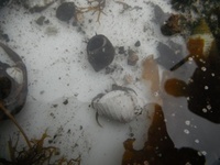 Strandsnegler (Littorina)