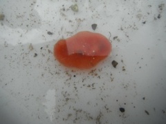 Sekkdyr (Ascidiacea)