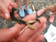Sekkdyr (Ascidiacea)