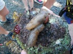 Sekkdyr (Ascidiacea)