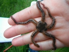 Brittle stars (Ophiuroidea)