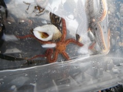 Brittle stars (Ophiuroidea)
