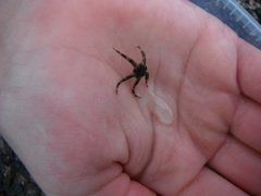 Brittle stars (Ophiuroidea)