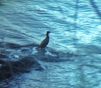 Great Cormorant (Phalacrocorax carbo)