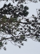 Konglebit (Pinicola enucleator)