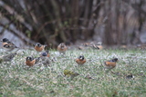 Bjørkefink (Fringilla montifringilla)