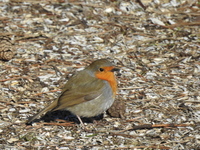 Rødstrupe (Erithacus rubecula)