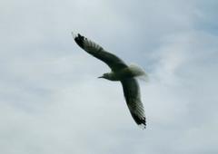 Fiskemåke (Larus canus)