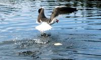 Fiskemåke (Larus canus)