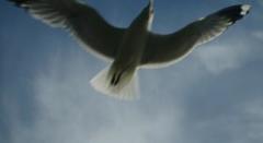 Mew Gull (Larus canus)
