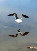 Mew Gull (Larus canus)