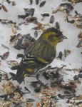 Grønnsisik (Carduelis spinus)