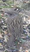 Hedge Accentor (Prunella modularis)