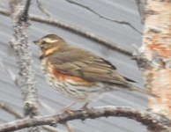 Redwing (Turdus iliacus)