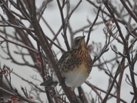 Gråtrost (Turdus pilaris)