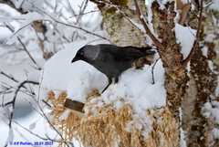 Kaie (Corvus monedula)