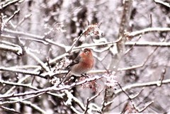 Pine Grosbeak (Pinicola enucleator)