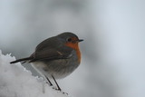 Rødstrupe (Erithacus rubecula)