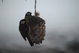 Kjøttmeis (Parus major)