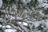 Blåmeis (Cyanistes caeruleus)