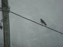 Hønsehauk (Accipiter gentilis)