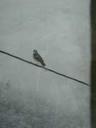 Hønsehauk (Accipiter gentilis)