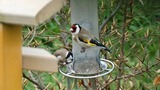 Stillits (Carduelis carduelis)