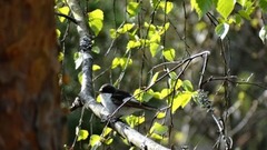 Pied Flycatcher (Ficedula hypoleuca)