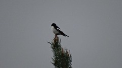 Pied Flycatcher (Ficedula hypoleuca)