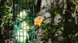 Rødstrupe (Erithacus rubecula)