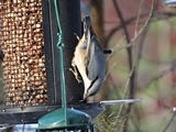 Spettmeis (Sitta europaea)