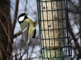 Kjøttmeis (Parus major)