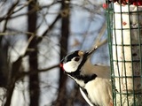 Flaggspett (Dendrocopos major)