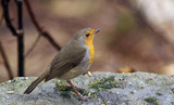 Rødstrupe (Erithacus rubecula)