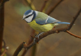 Blåmeis (Cyanistes caeruleus)