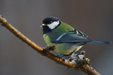 Kjøttmeis (Parus major)