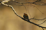 Bokfink (Fringilla coelebs)