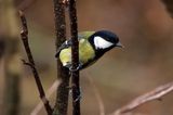 Kjøttmeis (Parus major)