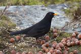 Svarttrost (Turdus merula)