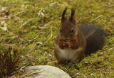 Ekorn (Sciurus vulgaris)