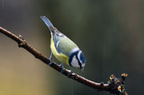 Blåmeis (Cyanistes caeruleus)