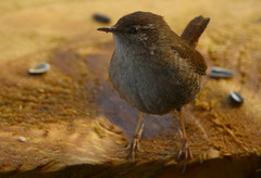 Winter Wren (Troglodytes troglodytes)